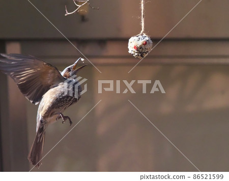 Bulbul eating bird cake (wild bird kneading food) while flapping its wings 86521599