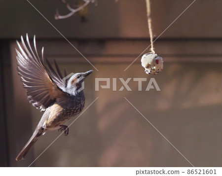 Bulbul who came to eat bird cake (wild bird kneading food) Bulbul who came to eat bird cake (wild bird kneading food) 86521601