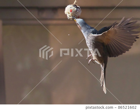 Bulbul dexterously eating bird cake Bulbul dexterously eating bird cake 86521602