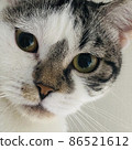 I'm a cat 86521612