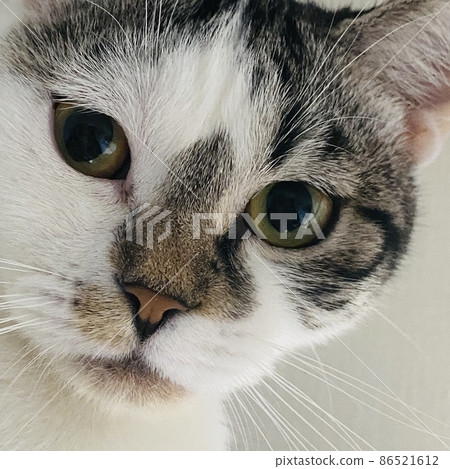 I'm a cat I'm a cat 86521612