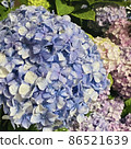 hydrangea   86521639
