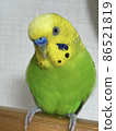 Sekisei parakeet 86521819