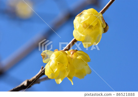 早春盛開的蠟狀花朵，周圍散發著芬芳，在陽光下熠熠生輝。 86521888