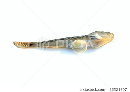 The pectoral fin of the mahaze is sucker-shaped The pectoral fin of the mahaze is sucker-shaped 86521897