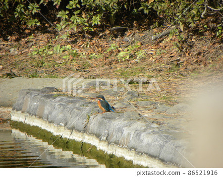 A beautiful green bird called a blue jewel is a kingfisher 86521916
