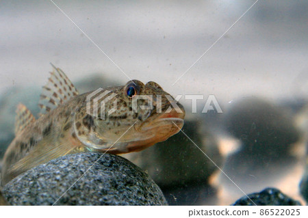 I tried to keep the mahaze caught in Kanazawa Hakkei in the aquarium 86522025
