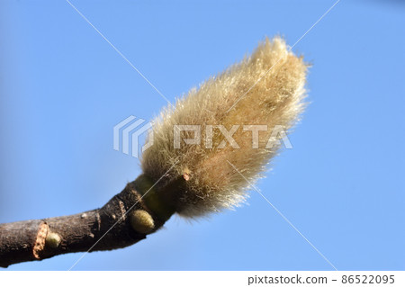 花蕾，又名玉蘭冬芽，裹著暖暖的絨毛，等待時機開花。 86522095