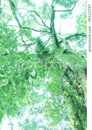 A big tree with bright green A big tree with bright green 86522397