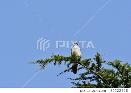 Goshawk eagle nose 86522828