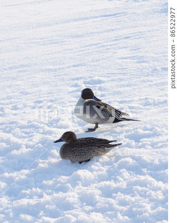 Winter bird migratory bird duck couple 86522977