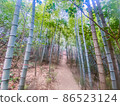 Bamboo grove scenery 86523124