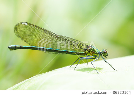 Kawatonbo（女） 86523164