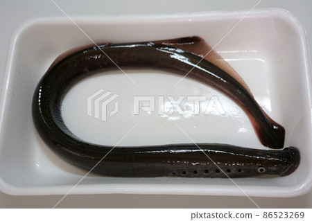 A living lamprey that sticks to the tray, whole body 86523269