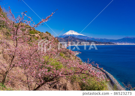 (Shizuoka Prefecture) Cherry blossoms, Mt. Fuji seen from Satta Pass 86523273