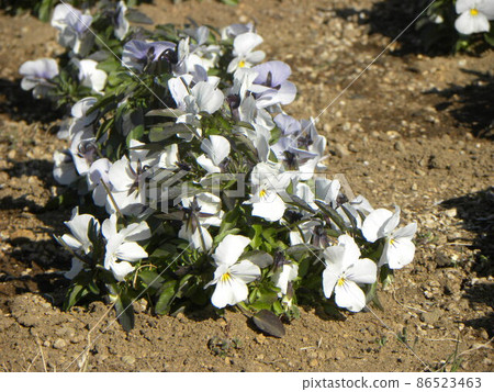 White viola flowers that have been in bloom since December 86523463
