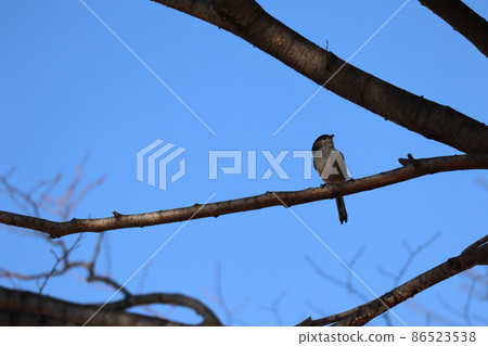 A landscape with a long-tailed tit perching on the edge of a cherry tree with the blue sky and the branches of a dead tree in the background A landscape with a long-tailed tit perching on the edge of a cherry tree with the blue sky and the branches of a dead tree in the background 86523538