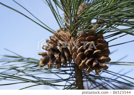 Pinecone (Akamatsu) Pinecone (Akamatsu) 86523544