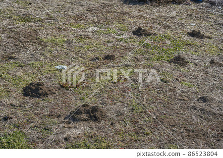 Mole dug hole 86523804