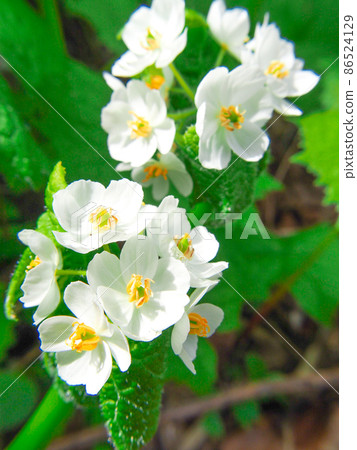 Skeleton flower blooming on the mountain trail to Oze Skeleton flower blooming on the mountain trail to Oze 86524129