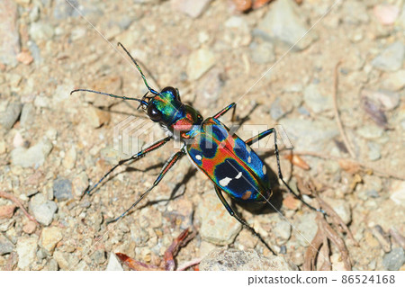 Tiger beetle (Nami tiger beetle) Tiger beetle (Nami tiger beetle) 86524168