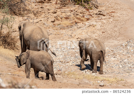 Three desert Elephants in the Namibian Desert Three desert Elephants in the Namibian Desert 86524236