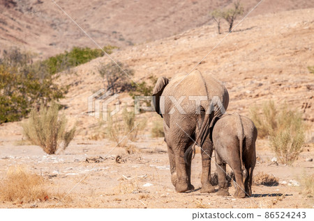 Two Desert Elephants in Namibia Two Desert Elephants in Namibia 86524243