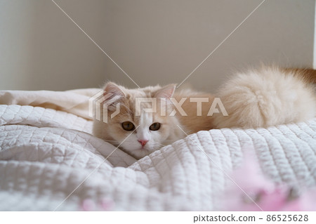 cute cat cute cat 86525628