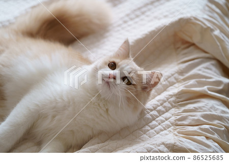 cute cat cute cat 86525685