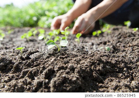 Farmer caring for the field 86525945