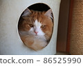 Cat IMG6611 86525990