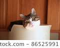 Cat IMG6606 86525991