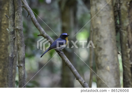 Beautiful blue and orange flycatchers found in the jungles of Southeast Asia such as Thailand and Malaysia Beautiful blue and orange flycatchers found in the jungles of Southeast Asia such as Thailand and Malaysia 86526008