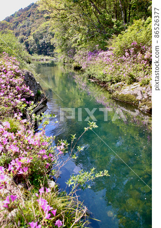 Meguro River of Meguro River 86526377