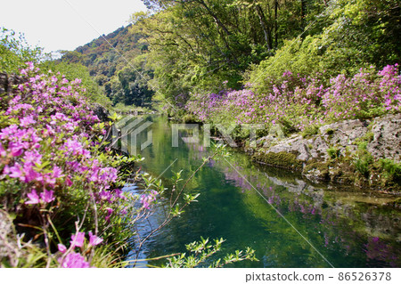 Meguro River of Meguro River 86526378