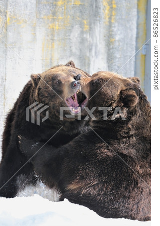 Noboribetsu熊牧場（Noboribetsu市北海道） 86526823