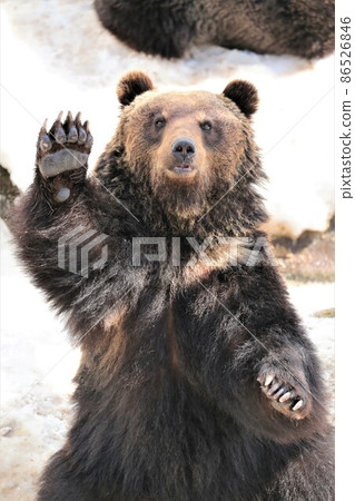 Noboribetsu bear pasture (Noboribetsu city Hokkaido) 86526846