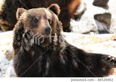 Noboribetsu bear pasture (Noboribetsu city Hokkaido) Noboribetsu bear pasture (Noboribetsu city Hokkaido) 86526902