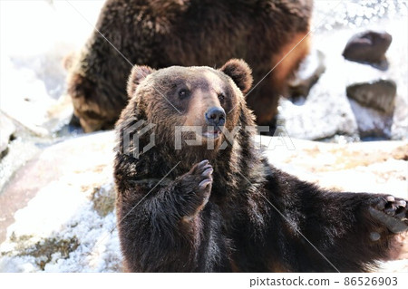 Noboribetsu bear pasture (Noboribetsu city Hokkaido) Noboribetsu bear pasture (Noboribetsu city Hokkaido) 86526903