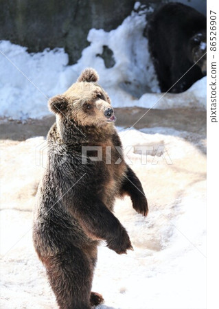 Noboribetsu bear pasture (Noboribetsu city Hokkaido) 86526907