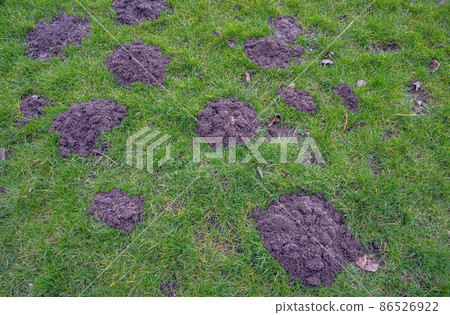 Fresh mole hills on a garden meadow Fresh mole hills on a garden meadow 86526922