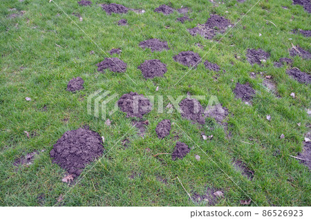 Fresh mole hills on a garden meadow Fresh mole hills on a garden meadow 86526923