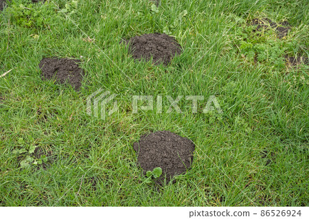 Fresh mole hills on a garden meadow Fresh mole hills on a garden meadow 86526924