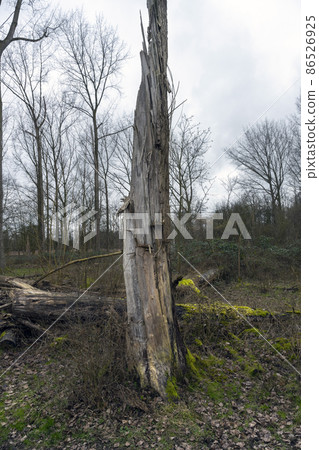 Toppled trees trunk in the forest after a storm Toppled trees trunk in the forest after a storm 86526925