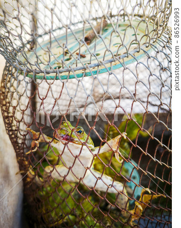 A captured frog is trapped in the net A captured frog is trapped in the net 86526993