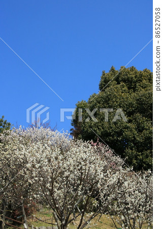 白梅盛開的梅林(兵庫縣神戶市東灘區岡本梅林) 白梅盛開的梅林(兵庫縣神戶市東灘區岡本梅林) 86527058