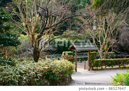 Healing scenery created by the garden gate and sasanqua 86527647