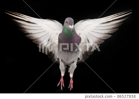 soaring dove isolated on black background 86527838