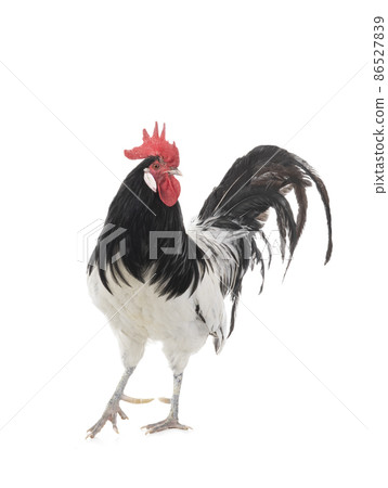 black and white rooster isolated on white background 86527839