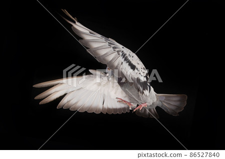 soaring dove isolated on black background 86527840
